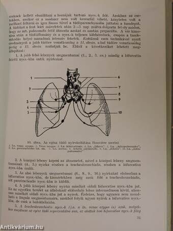 A belső mellkasi nyirokcsomók gümőkórja