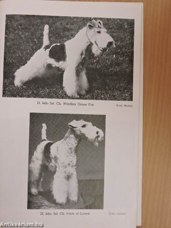 A foxterrier