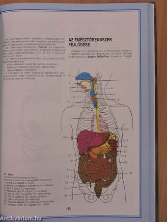 Funkcionális anatómia