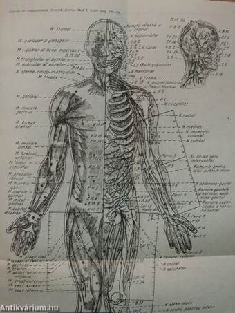 Manual de Acupunctura Chineza