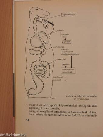 Az éhezéstől az elhízásig