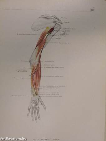 Az ember anatómiájának atlasza III. (töredék)