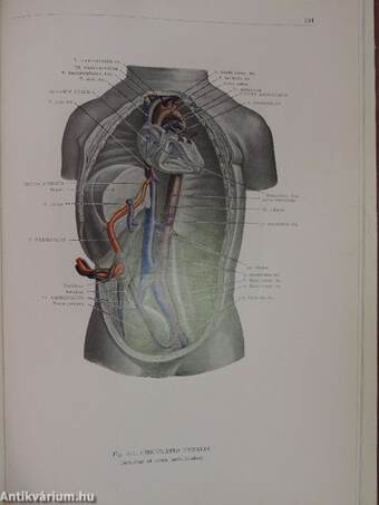 Az ember anatómiájának atlasza I. (töredék)