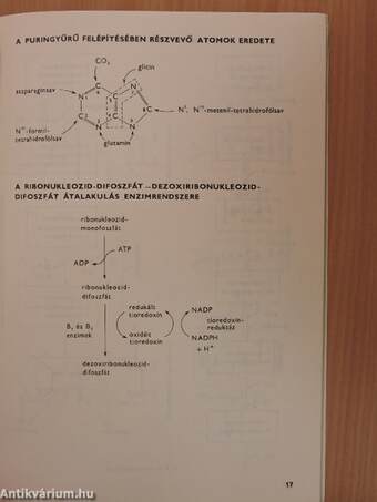 Nukleotidok