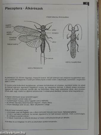 Gerinctelen állatok határozója