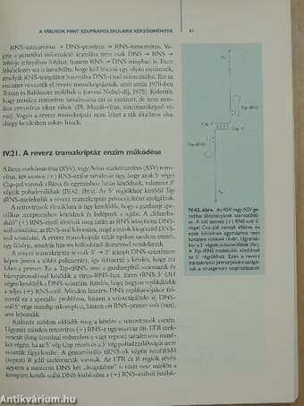 Molekuláris biológia II.