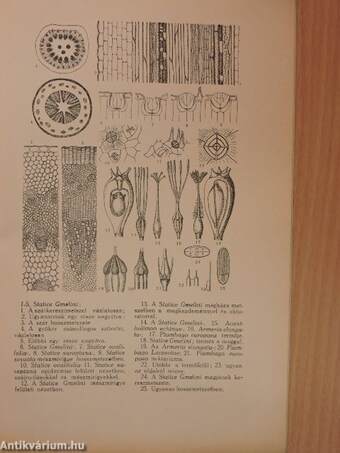 Adatok a Plumbaginaceae család rendszertani értékeléséhez