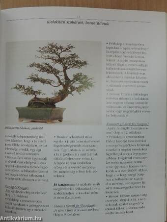 Bonsai a lakásban