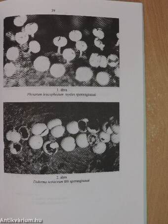 Mikológiai Közlemények 1995/1.