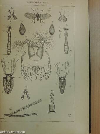 Természettudományi Közlöny 1884. január-december