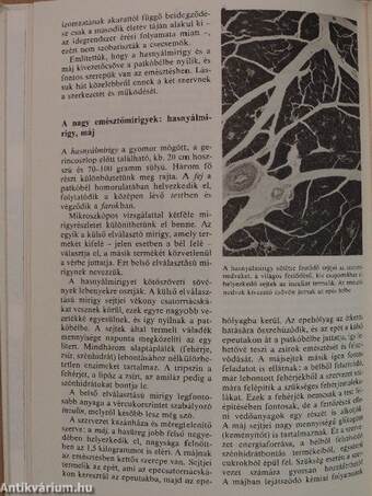 A csodálatos emberi test