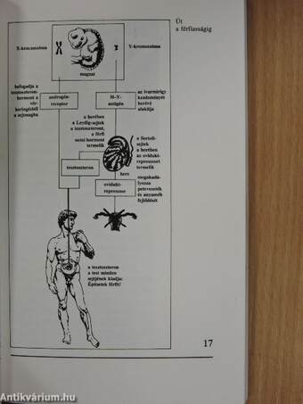 A férfi - a természet ballépése