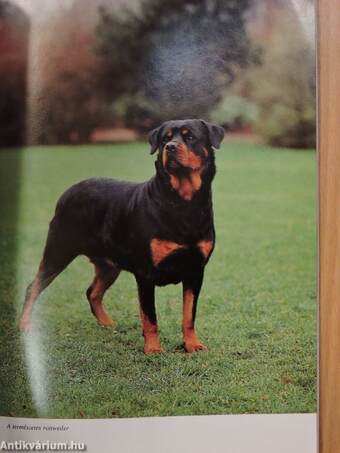 A rottweiler