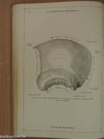 Toldt, Anatomischer Atlas für Studierende und Ärzte I.