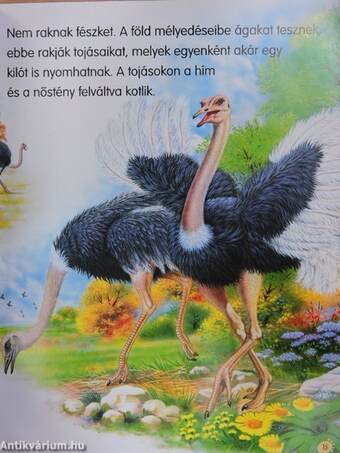 Állatok a földön