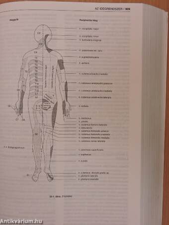 Korszerű orvosi diagnosztika és terápia 1996