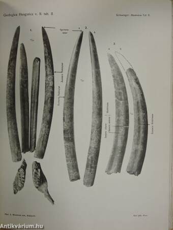 Geologica Hungarica II/1.