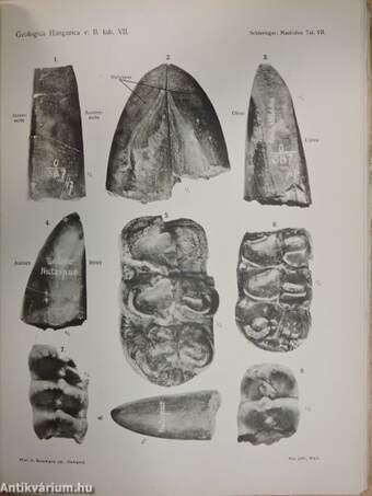 Geologica Hungarica II/1.