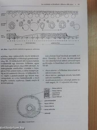 Szülésznők könyve