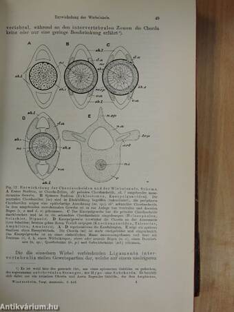 Vergleichende Anatomie der Wirbeltiere