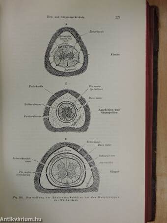 Vergleichende Anatomie der Wirbeltiere