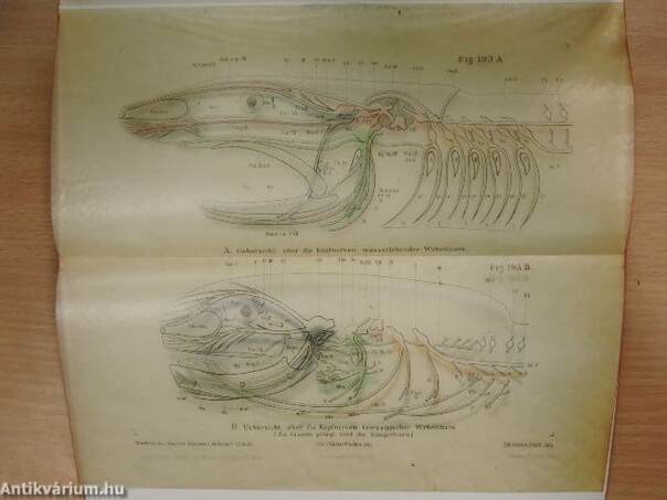 Vergleichende Anatomie der Wirbeltiere