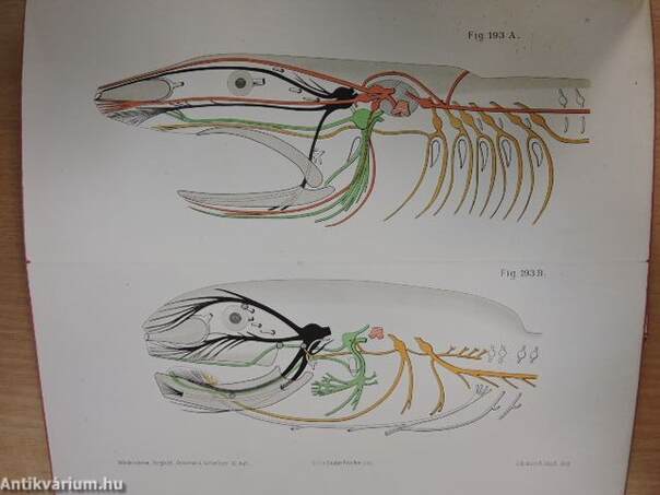 Vergleichende Anatomie der Wirbeltiere