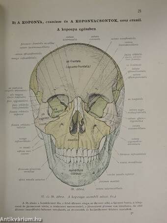 Az ember anatomiájának atlasza I-III.