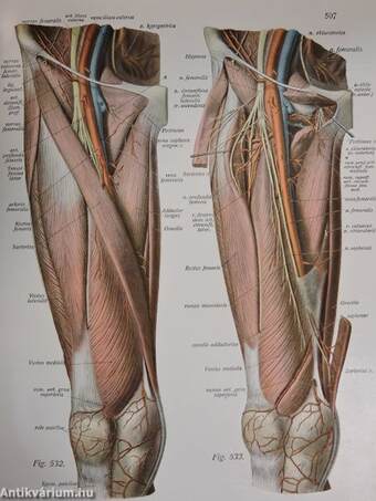 Az ember anatomiájának atlasza I-III.
