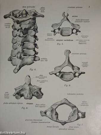 Az ember anatomiájának atlasza I-III.