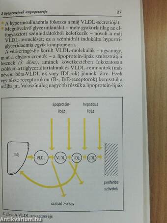 Zsíranyagcsere-zavarok a mindennapi gyakorlatban