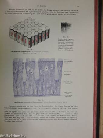 Rauber's Lehrbuch der Anatomie des Menschen Abteilung I-VI.