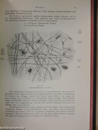 Rauber's Lehrbuch der Anatomie des Menschen Abteilung I-VI.