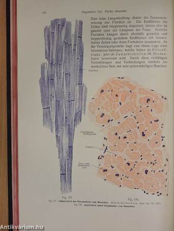 Rauber's Lehrbuch der Anatomie des Menschen Abteilung I-VI.