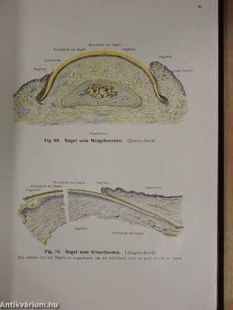 Rauber's Lehrbuch der Anatomie des Menschen Abteilung I-VI.