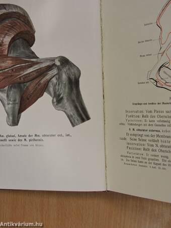 Rauber's Lehrbuch der Anatomie des Menschen Abteilung I-VI.