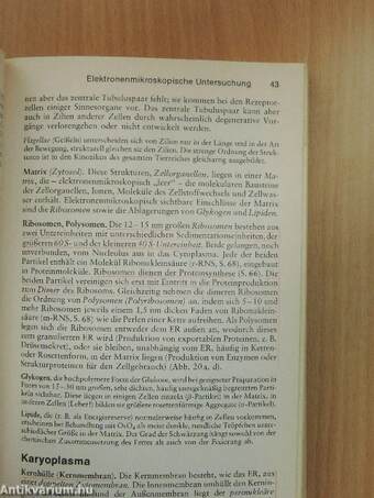 Taschenlehrbuch des gesamten Anatomie III.