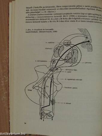 Neurológia, neuropszichológia