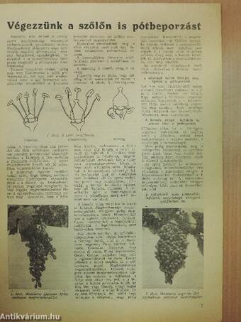Kertészet és Szőlészet 1952. június 20.