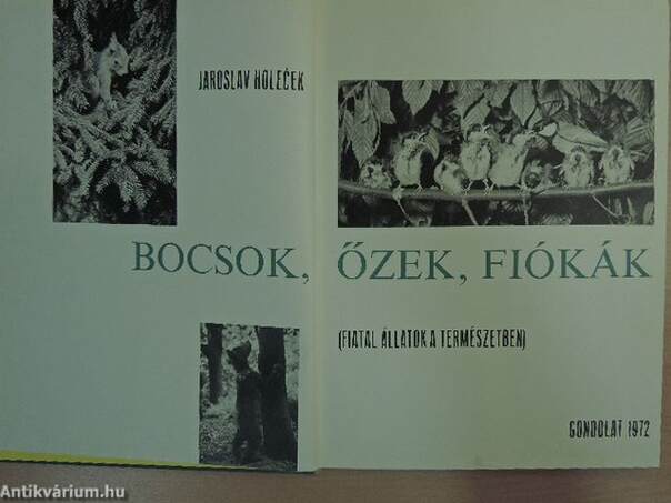 Bocsok, őzek, fiókák