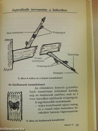 Gyümölcsök termesztése a kiskertben