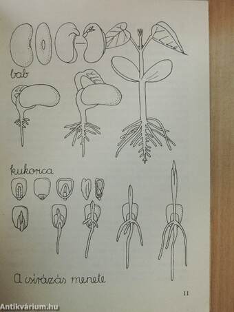 Csírazöldség a natúrkonyhában