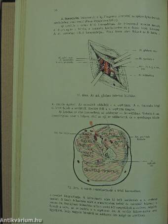 A sebészet tankönyve II. (töredék)