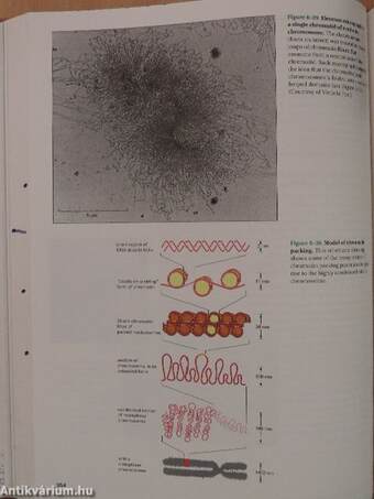 Molecular Biology of the Cell