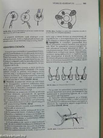 Sebészet és traumatológia