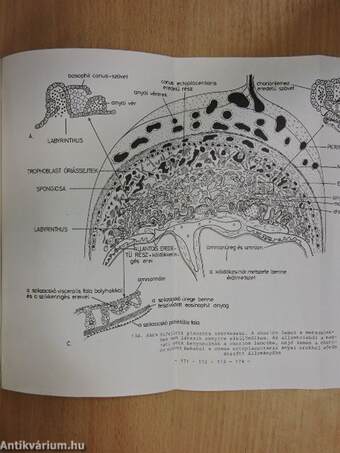 Embryologia