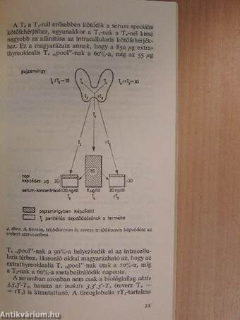 A pajzsmirigyműködés élettani alapjai