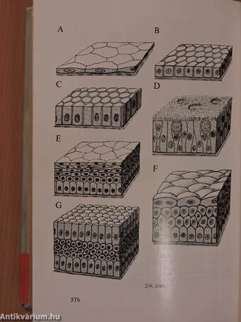 Functionalis anatomia 1-3.