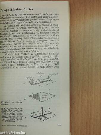 Az őszibarack és termesztése