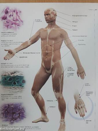 Az emberi test, szellem és lélek